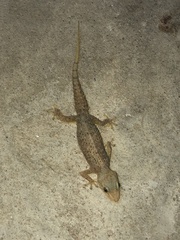 Hemidactylus brookii