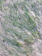 Zostera noltei