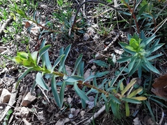 Euphorbia nicaeensis