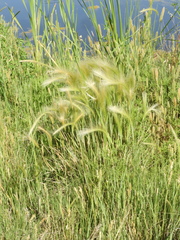Hordeum jubatum