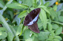 Tanaecia whiteheadi