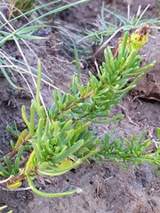 Limbarda crithmoides