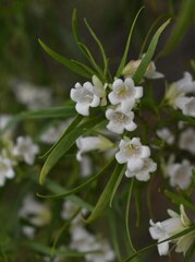 Eremophila mitchellii