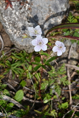 Geranium dahuricum