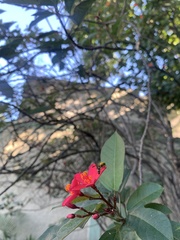 Jatropha integerrima