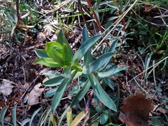 Euphorbia nicaeensis