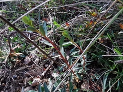 Euphorbia nicaeensis