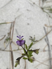 Psoralea repens