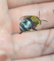 Amegilla cingulata