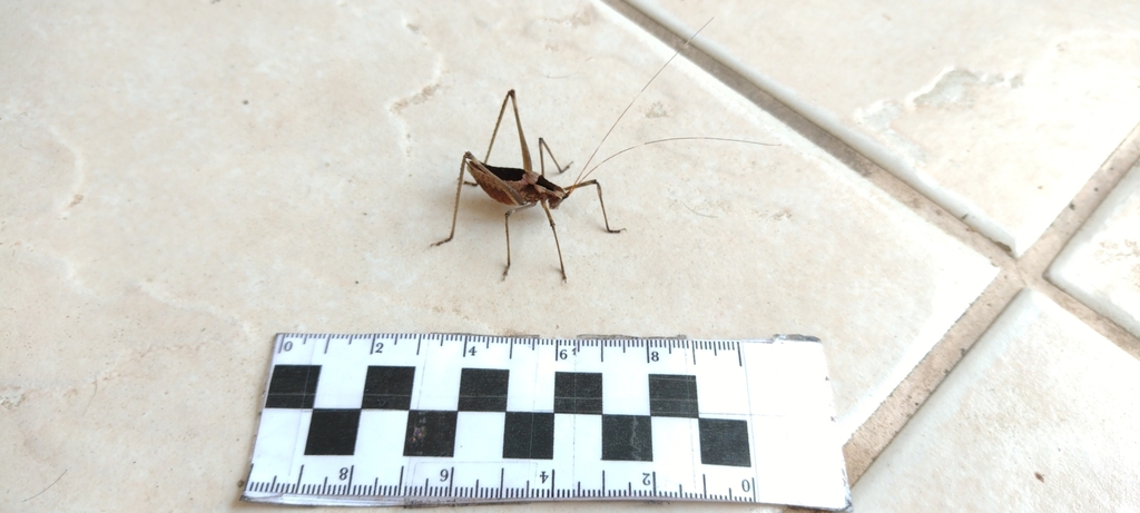 Xenicola superba