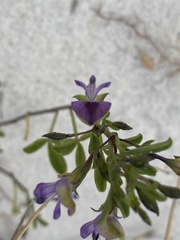 Psoralea repens