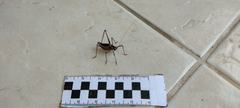 Xenicola superba