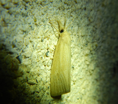 Chilo phragmitella