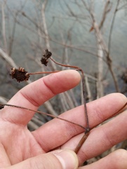 Cephalanthus occidentalis
