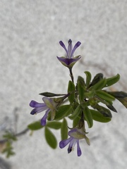 Psoralea repens