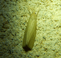 Chilo phragmitella