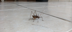 Xenicola superba