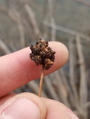 Cephalanthus occidentalis