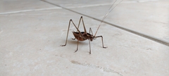 Xenicola superba