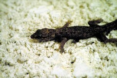 Hemidactylus angulatus
