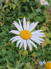 Leucanthemum vulgare
