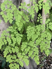 Adiantum