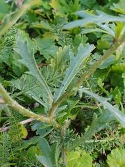 Leucanthemum vulgare