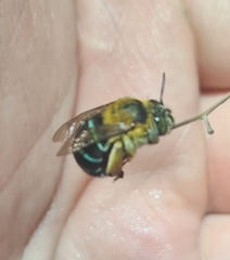Amegilla cingulata
