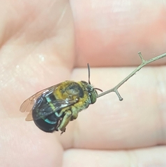 Amegilla cingulata