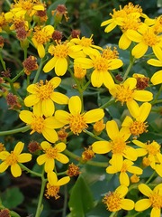 Senecio tamoides