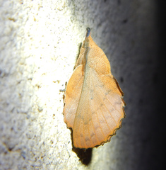 Gastropacha quercifolia