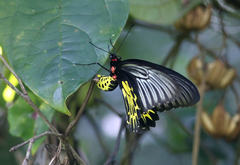 Troides aeacus
