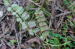 Phragmidium sanguisorbae