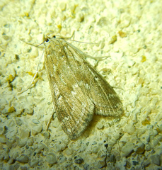 Parapoynx stratiotata