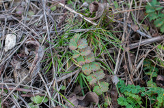 Phragmidium sanguisorbae