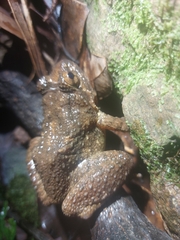 Quasipaa exilispinosa