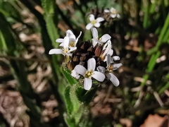 Arabis