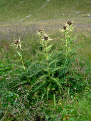Cirsium spinosissimum