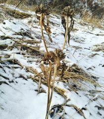 Gentiana macrophylla