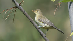 Hippolais icterina