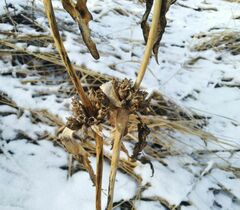 Gentiana macrophylla