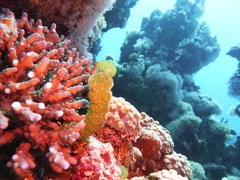 Tydemania expeditionis