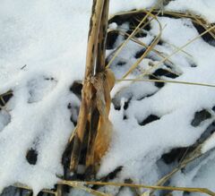 Gentiana macrophylla