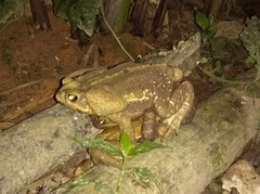 Rhinella icterica