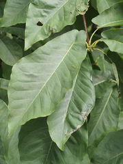 Magnolia fraseri