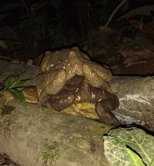 Rhinella icterica
