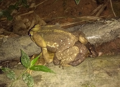 Rhinella icterica