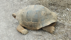 Chelonoidis niger