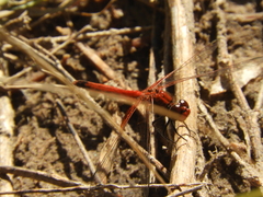 Erythrodiplax corallina