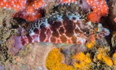 Cirrhitichthys aprinus